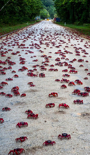 Cua nhuộm đỏ h&ograve;n đảo ở Australia