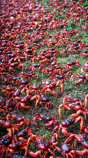 Cua nhuộm đỏ h&ograve;n đảo ở Australia