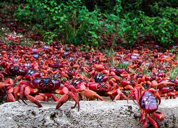 Cua nhuộm đỏ h&ograve;n đảo ở Australia