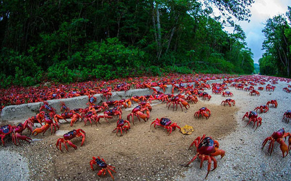 Cua nhuộm đỏ h&ograve;n đảo ở Australia
