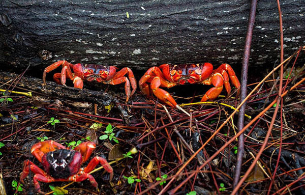 Cua nhuộm đỏ h&ograve;n đảo ở Australia