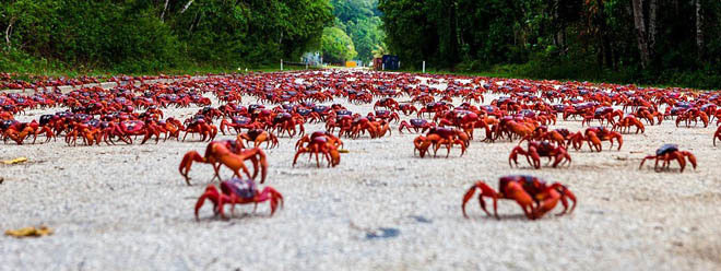 Cua nhuộm đỏ h&ograve;n đảo ở Australia