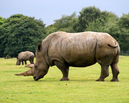 Tê giác là loài vật tiếp theo trong danh sách với thời gian mang thai khoảng 450 ngày. Đây cũng chính là trở ngại cho việc gia tăng thêm số lượng các cá thể. Có tất cả năm loài tê giác đang bị đe dọa hoặc dễ bị tổn thương, ba trong số đó nằm trong diện cực kỳ nguy cấp.