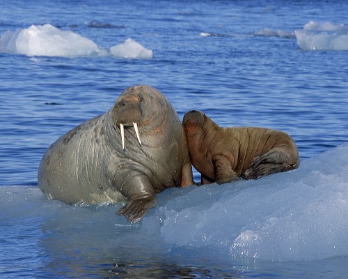 Hải mã có tỷ lệ sinh sản thấp nhất và thời kỳ mang thai dài nhất trong số các loài động vật chân màng (một nhóm động vật có vú bao gồm hải cẩu và sư tử biển). Thời gian mang thai của hải mã từ 15 đến 16 tháng.