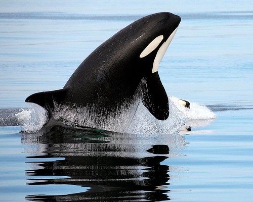 Cá voi và cá heo được biết đến là động vật biển có vú rất thông minh, tập tính xã hội phức tạp và tính cách ôn hòa. Cá kình có thời gian mang thai dài nhất trong số những con cá heo (khoảng 17 tháng), đối với cá nhà táng thì thời gian này là 19 tháng.