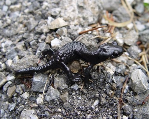 Kỳ giông đen alpine là loài lưỡng cư sống ở Trung tâm và phía Đông dãy núi Alps. Thời gian mang thai của chúng kéo dài từ hai đến ba năm, tùy thuộc vào độ cao nơi chúng sinh sống. Tuổi thọ của loài kỳ giông này ước tính kéo dài từ 10 đến 20 năm.